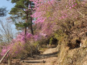 DSCN7658　登山道